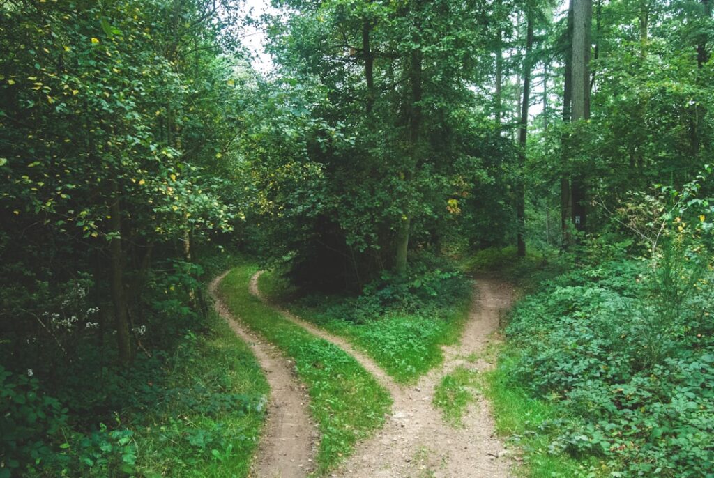 Forked path in forest representing the choice between WordPress.com and WordPress.org