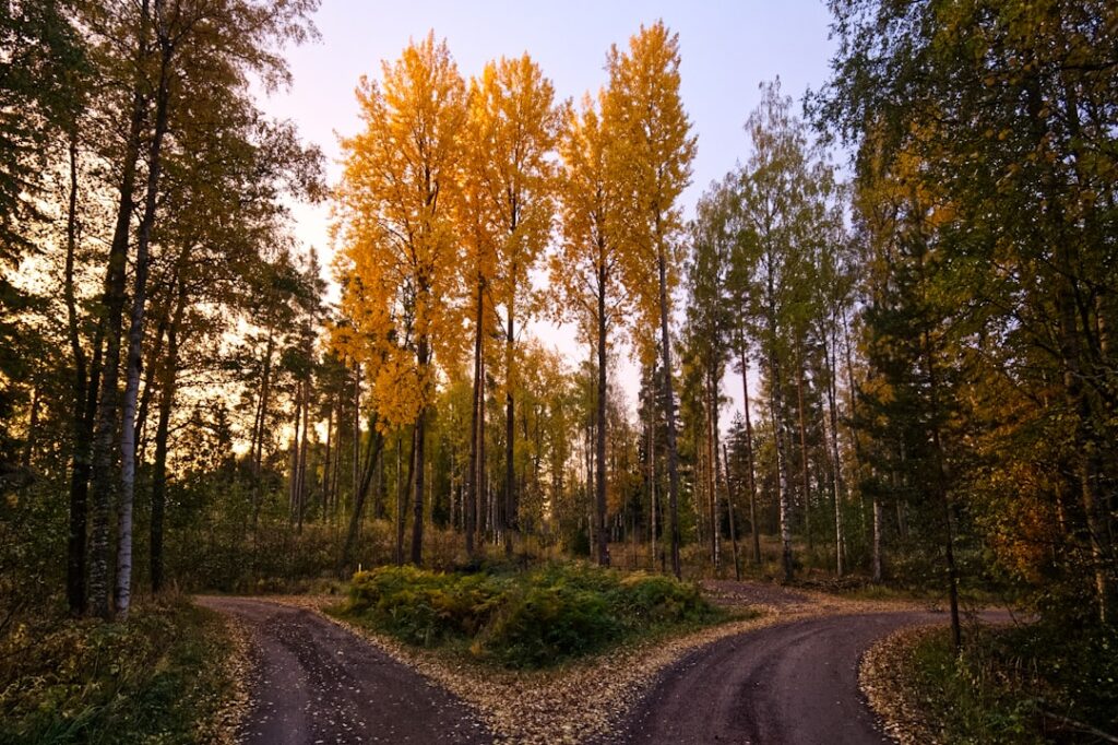 Forest path diverging into multiple directions representing decision-making process when choosing AI alternatives